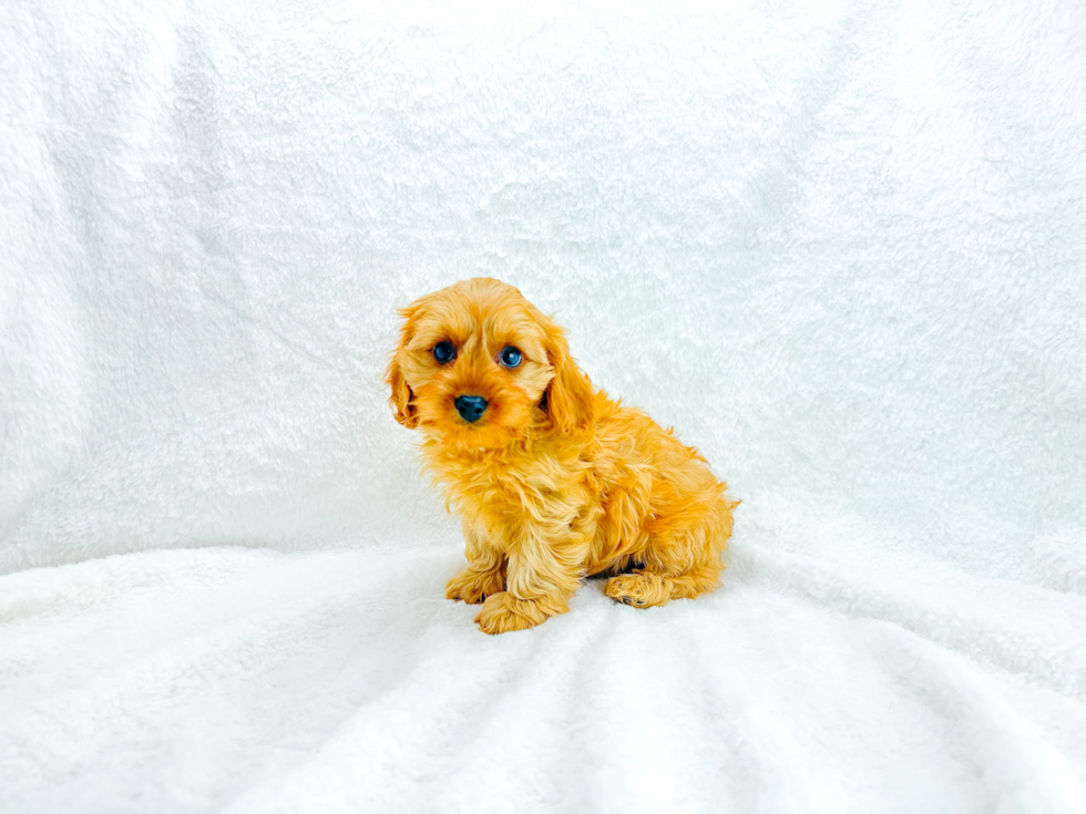 Cute Cavapoo Poodle Mix Pup