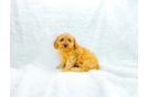 Best Cavapoo Baby