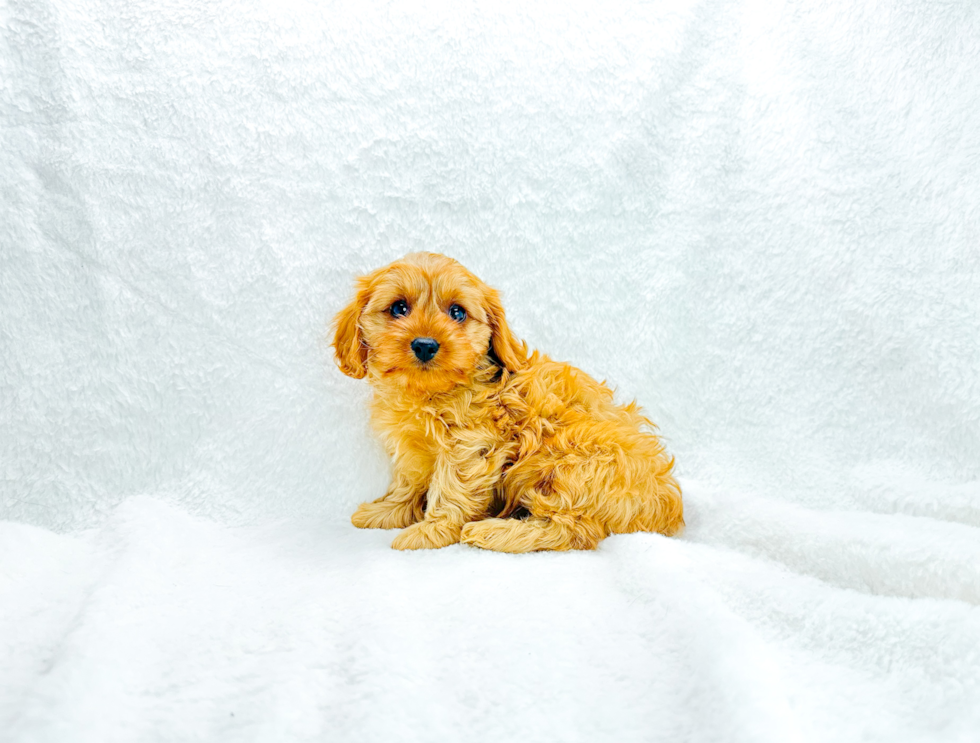 Best Cavapoo Baby