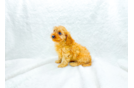 Cute Cavipoo Poodle Mix Puppy