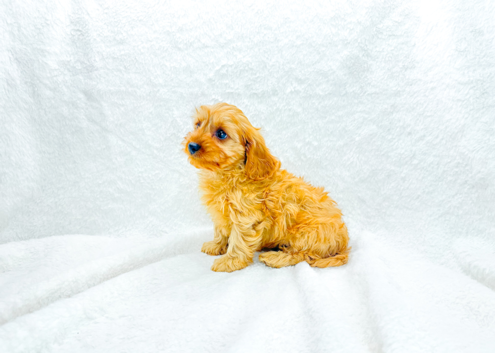 Cute Cavipoo Poodle Mix Puppy