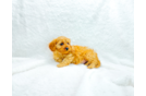 Cute Cavalier King Charles Spaniel and Poodle Mix Poodle Mix Puppy