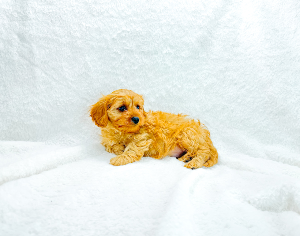 Cute Cavalier King Charles Spaniel and Poodle Mix Poodle Mix Puppy