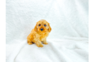 Cavapoo Pup Being Cute