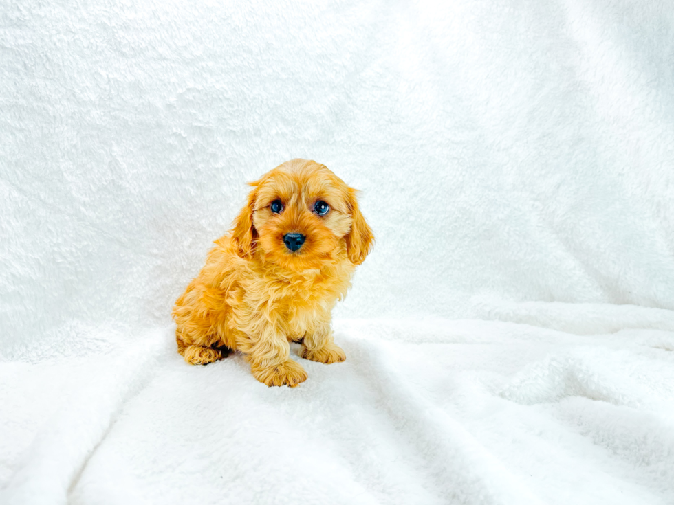 Cavapoo Pup Being Cute