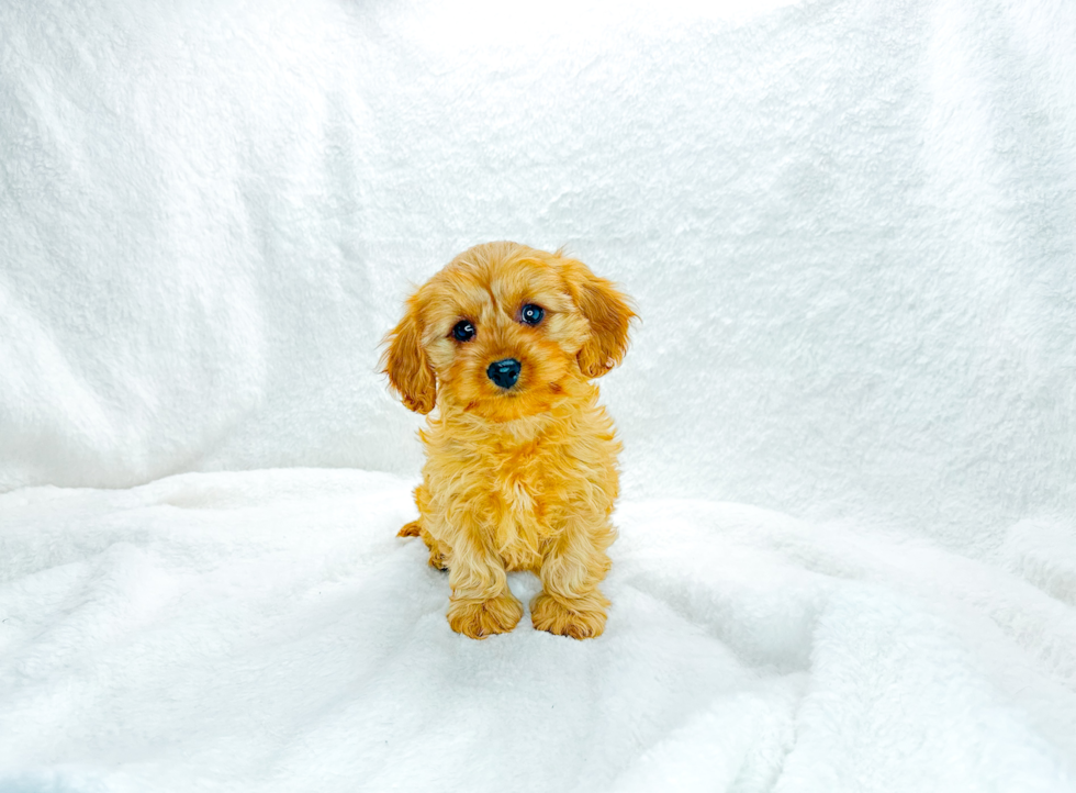 Best Cavapoo Baby