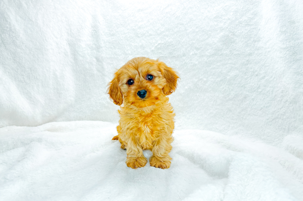 9 week old Cavapoo Puppy For Sale - Simply Southern Pups