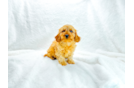 Cute Cavoodle Poodle Mix Puppy