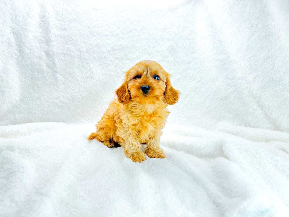 Cute Cavoodle Poodle Mix Puppy