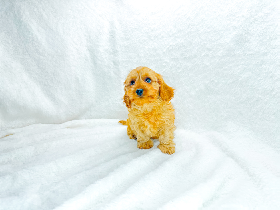 Best Cavapoo Baby