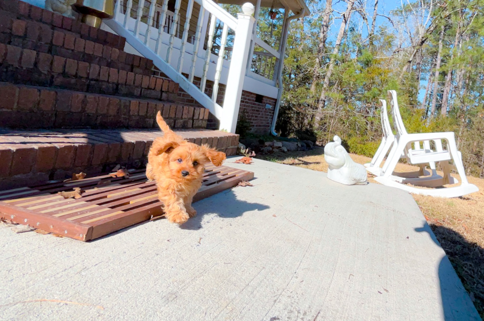 10 week old Cavapoo Puppy For Sale - Simply Southern Pups