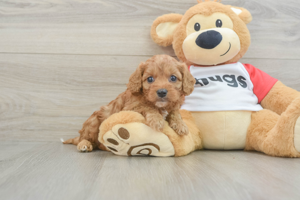 Cavapoo Pup Being Cute