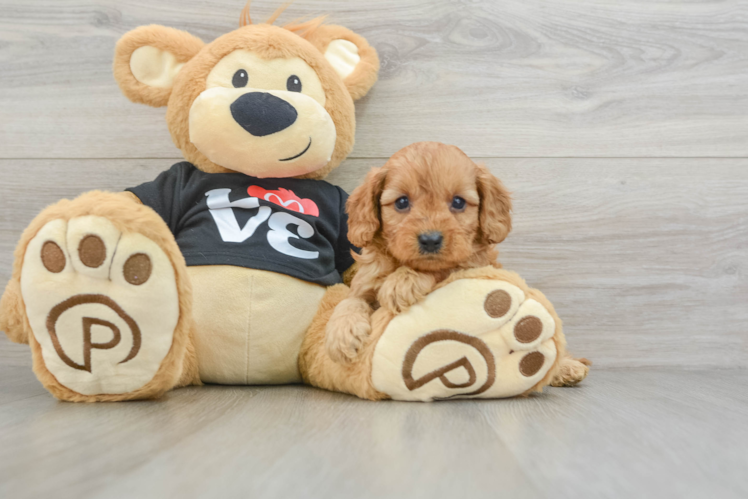 Popular Cavapoo Poodle Mix Pup