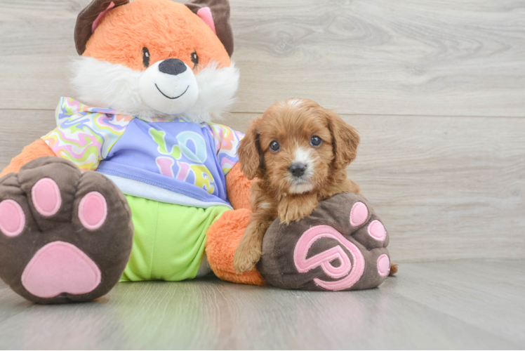 Happy Cavapoo Baby