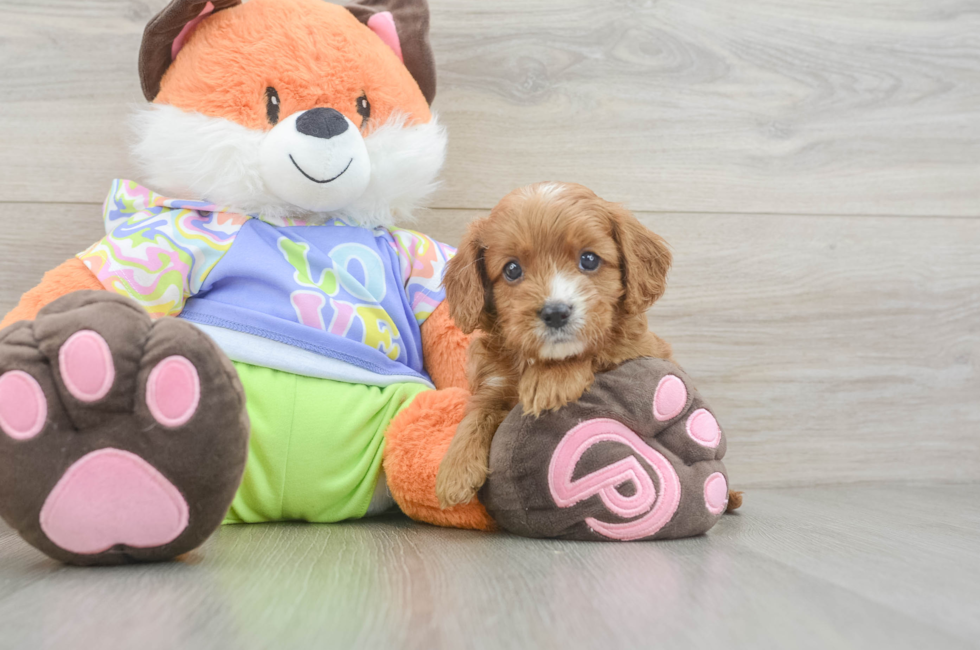 5 week old Cavapoo Puppy For Sale - Simply Southern Pups