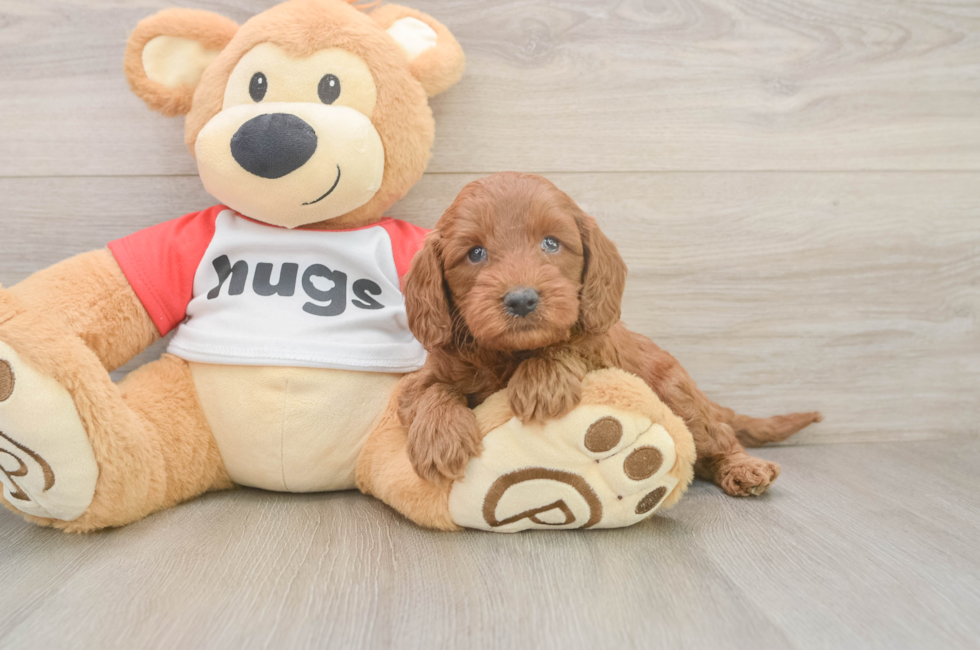 5 week old Cavapoo Puppy For Sale - Simply Southern Pups