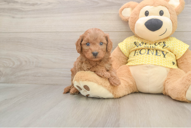Cavapoo Pup Being Cute
