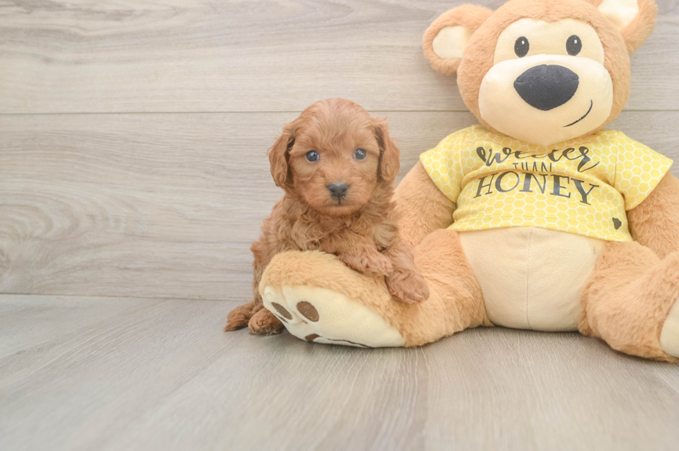 5 week old Cavapoo Puppy For Sale - Simply Southern Pups