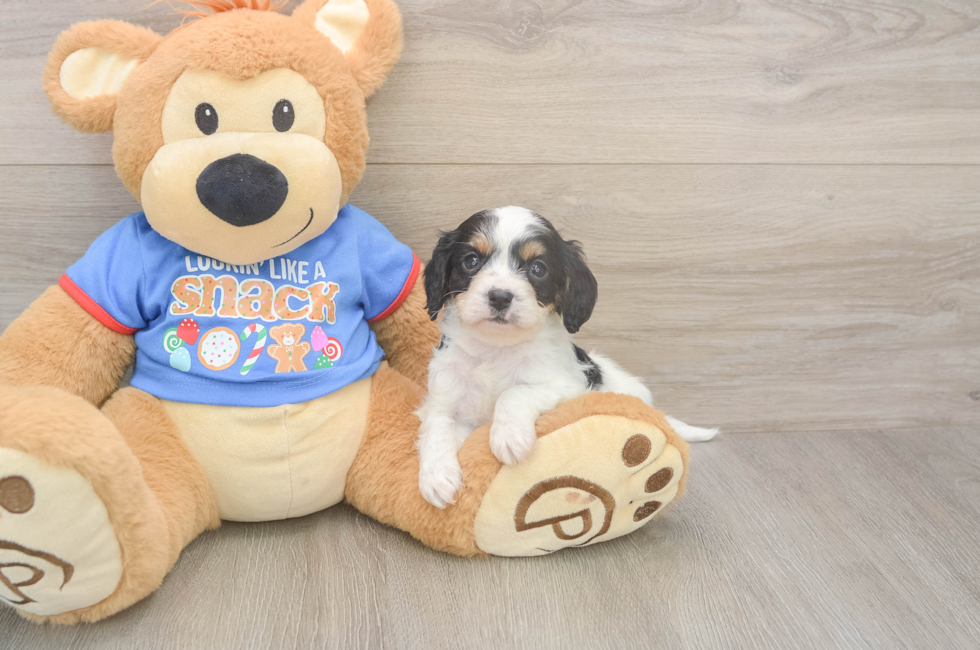 5 week old Cavapoo Puppy For Sale - Simply Southern Pups