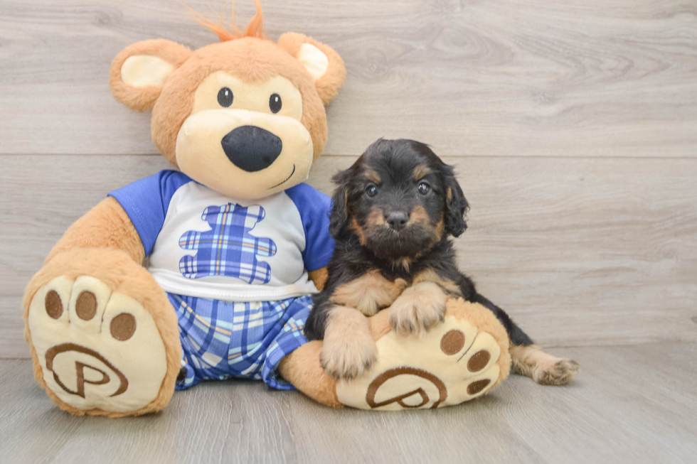 Cavapoo Pup Being Cute