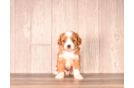 Cute Cavapoo Poodle Mix Pup