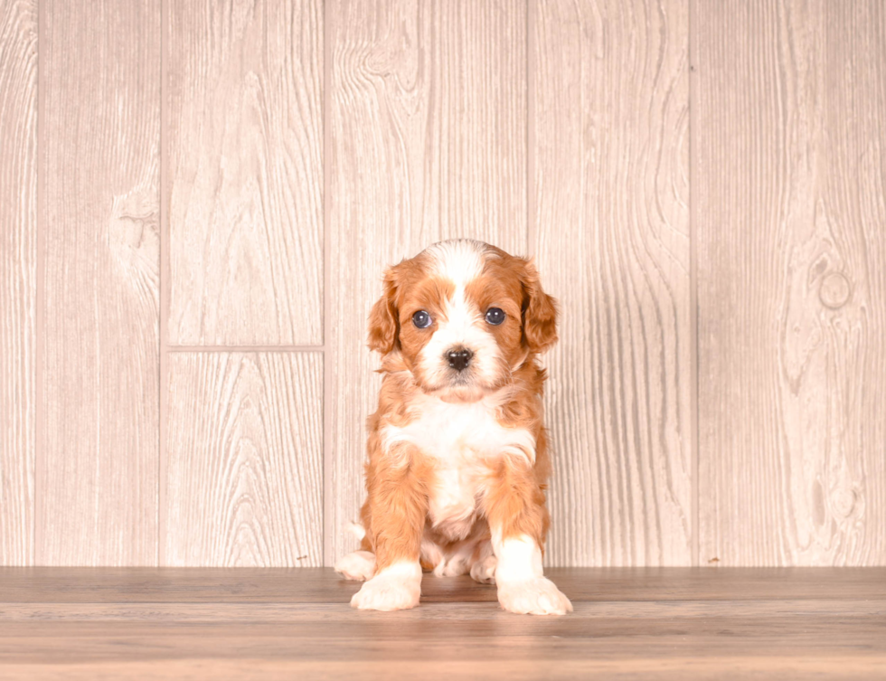 Cute Cavapoo Poodle Mix Pup