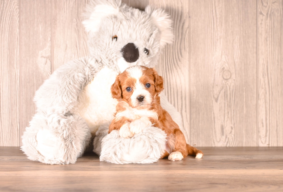 Cute Cavapoo Baby
