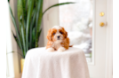 Cavapoo Puppy for Adoption
