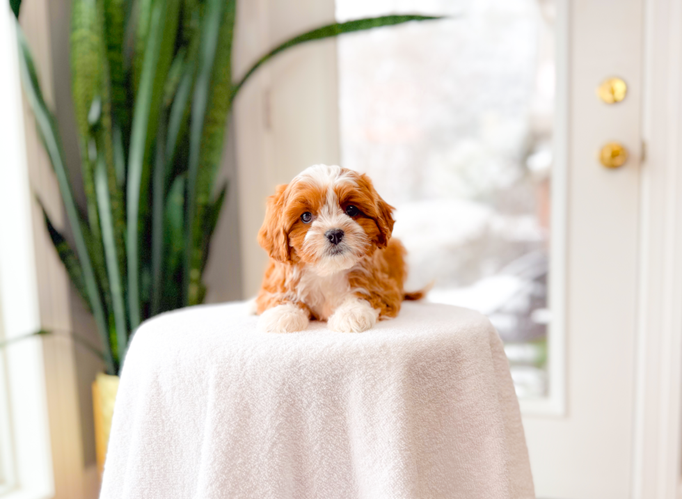Cavapoo Puppy for Adoption
