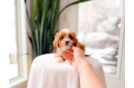 Cute Cavapoo Baby