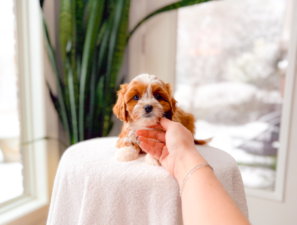 Cute Cavapoo Baby