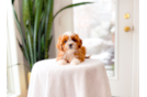 Cute Cavapoo Baby