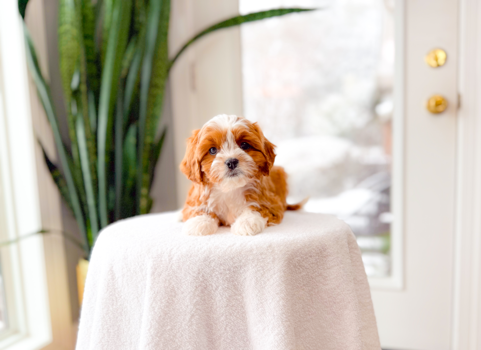 Cute Cavapoo Baby