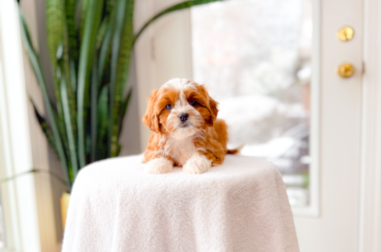 Cute Cavapoo Baby