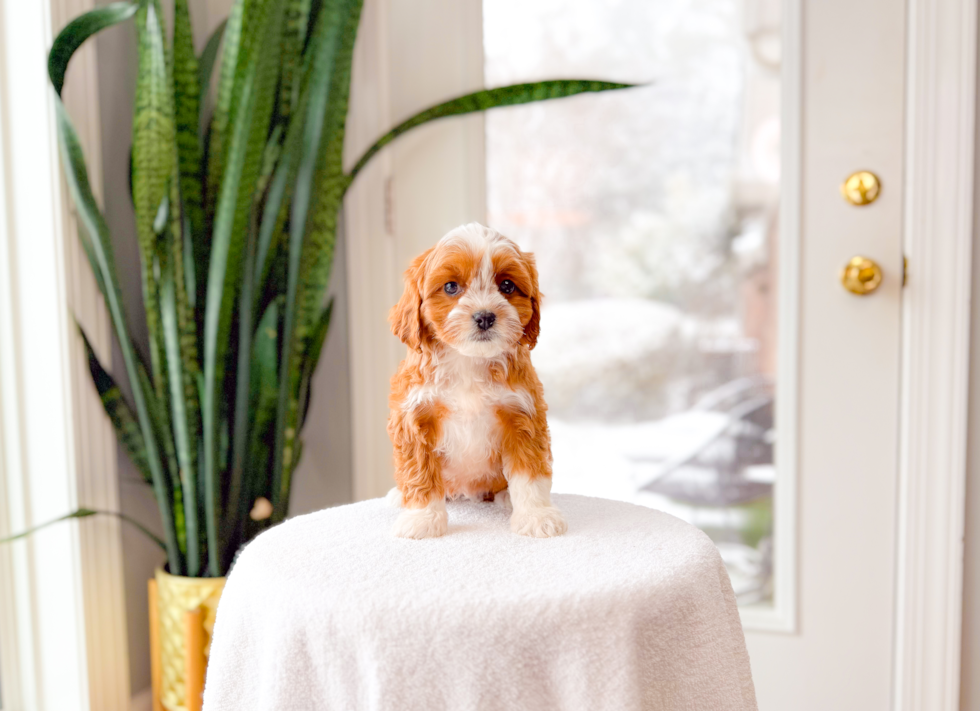 Cute Cavapoo Baby