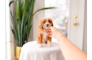 Cavapoo Pup Being Cute