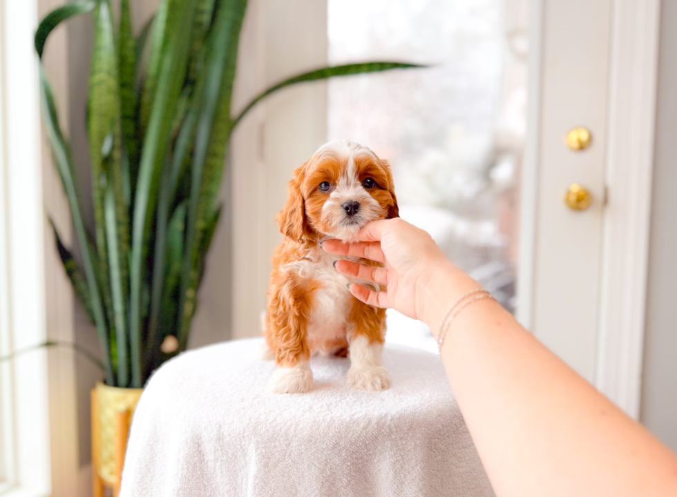Cavapoo Pup Being Cute