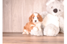 Cavapoo Pup Being Cute