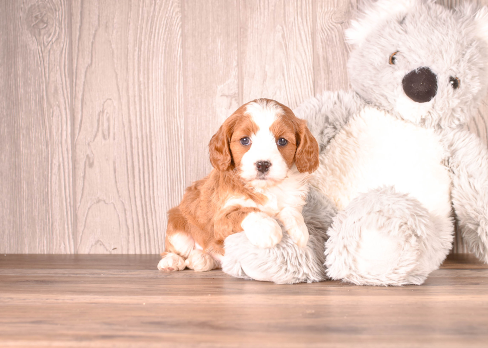 Cavapoo Pup Being Cute