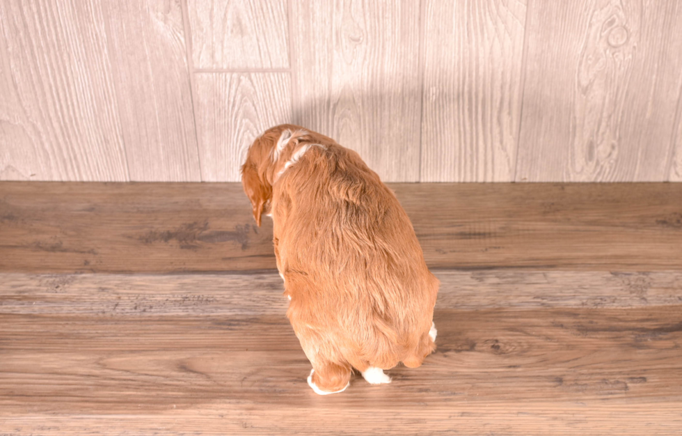 Cavapoo Puppy for Adoption