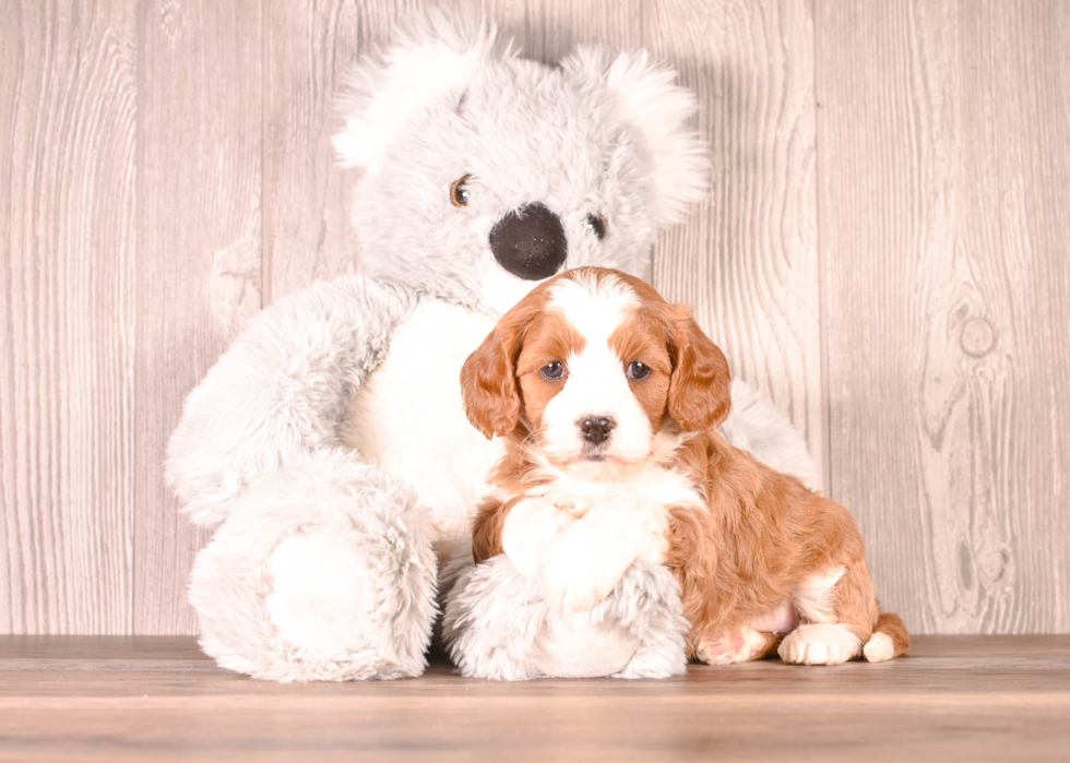 Cavapoo Pup Being Cute