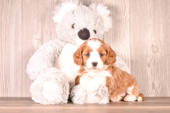 Cavapoo Pup Being Cute