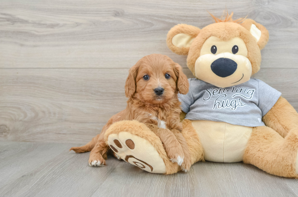 6 week old Cavapoo Puppy For Sale - Simply Southern Pups