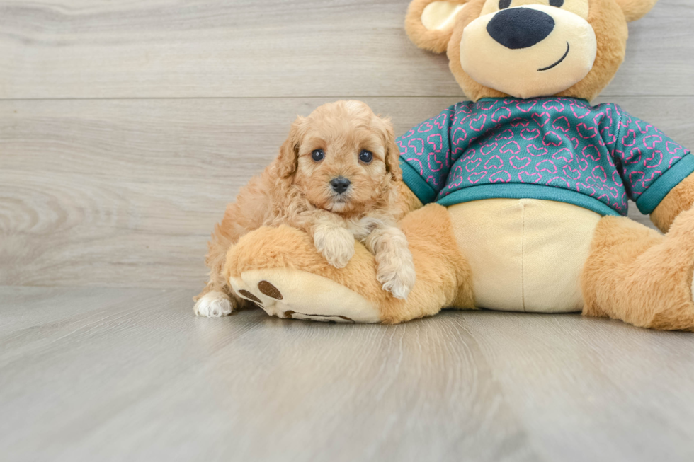 Cavapoo Puppy for Adoption