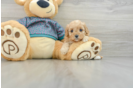 Best Cavapoo Baby