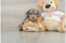 Cavapoo Puppy for Adoption