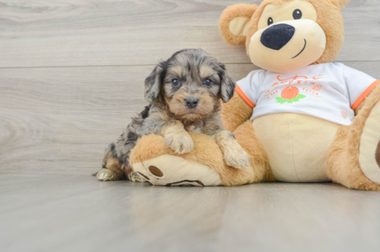 Cavapoo Puppy for Adoption