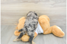 Cavapoo Puppy for Adoption
