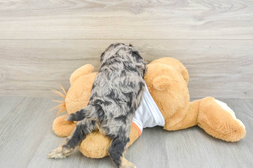 Cavapoo Puppy for Adoption