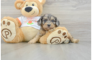 Cavapoo Pup Being Cute